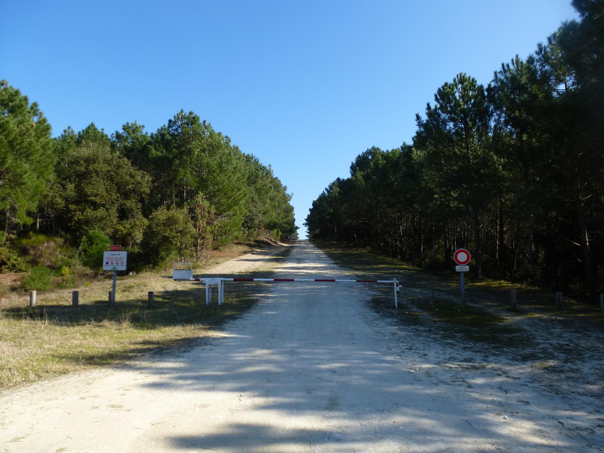 Chemin forestier / Côte Sauvage