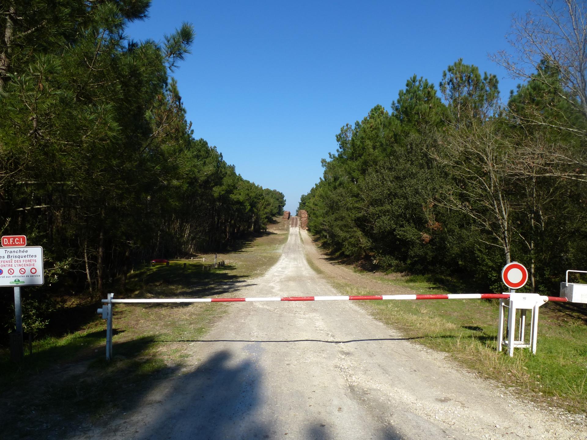 Chemin forestier / Côte Sauvage